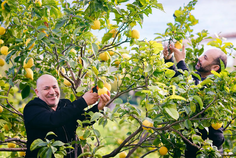 Citron de Menton - Huilerie Saint-Michel